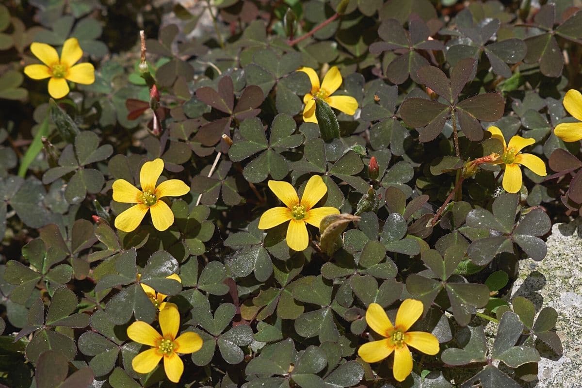 Horn-Sauerklee - Oxalis corniculata