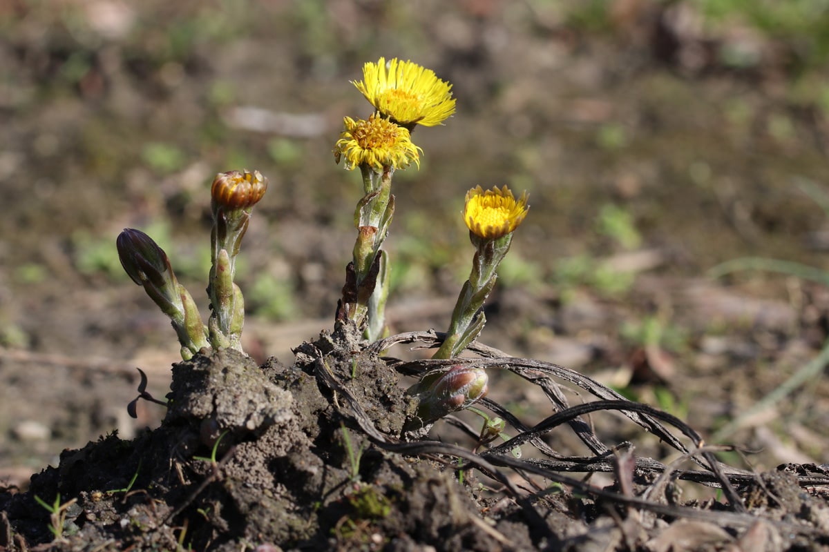 Huflattich - Tussilago farfara