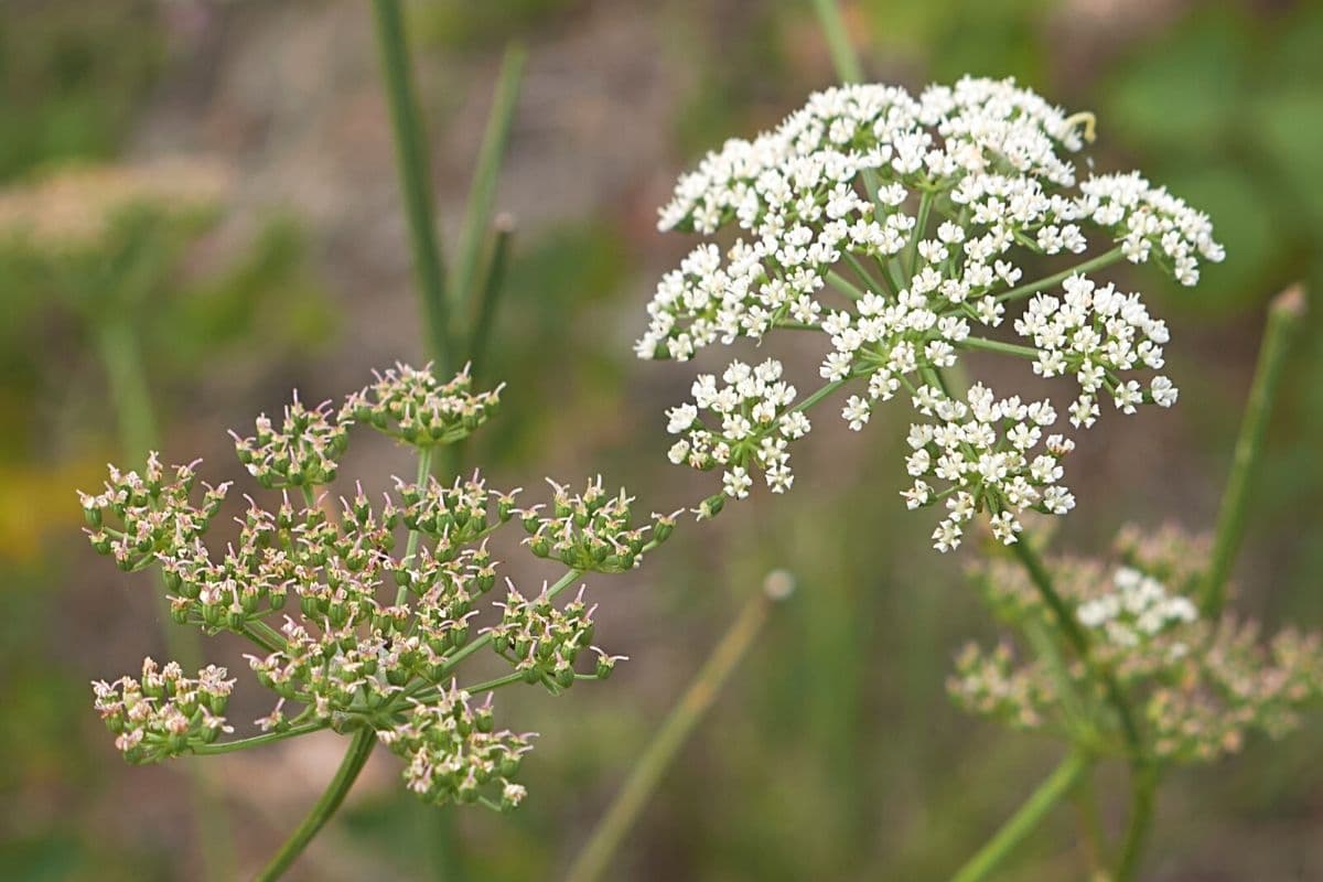 Hundespetersilie - Aethusa cynapium