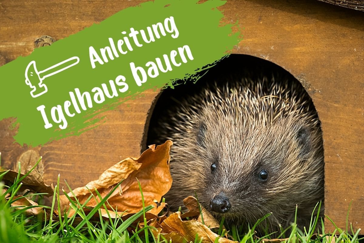 Igelhaus selber bauen - Igel im Haus