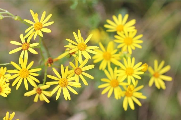 Giftige Gelbe Blumen Im Garten