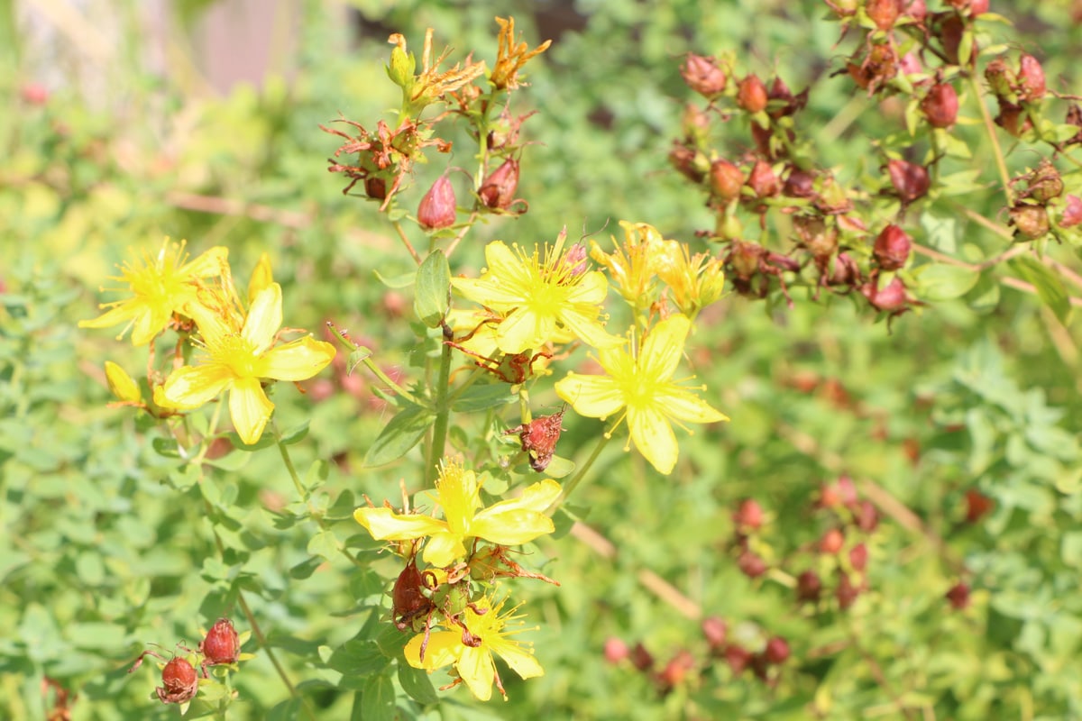 Unkraut mit gelben Blüten - Johanniskraut - Hypericum perforatum