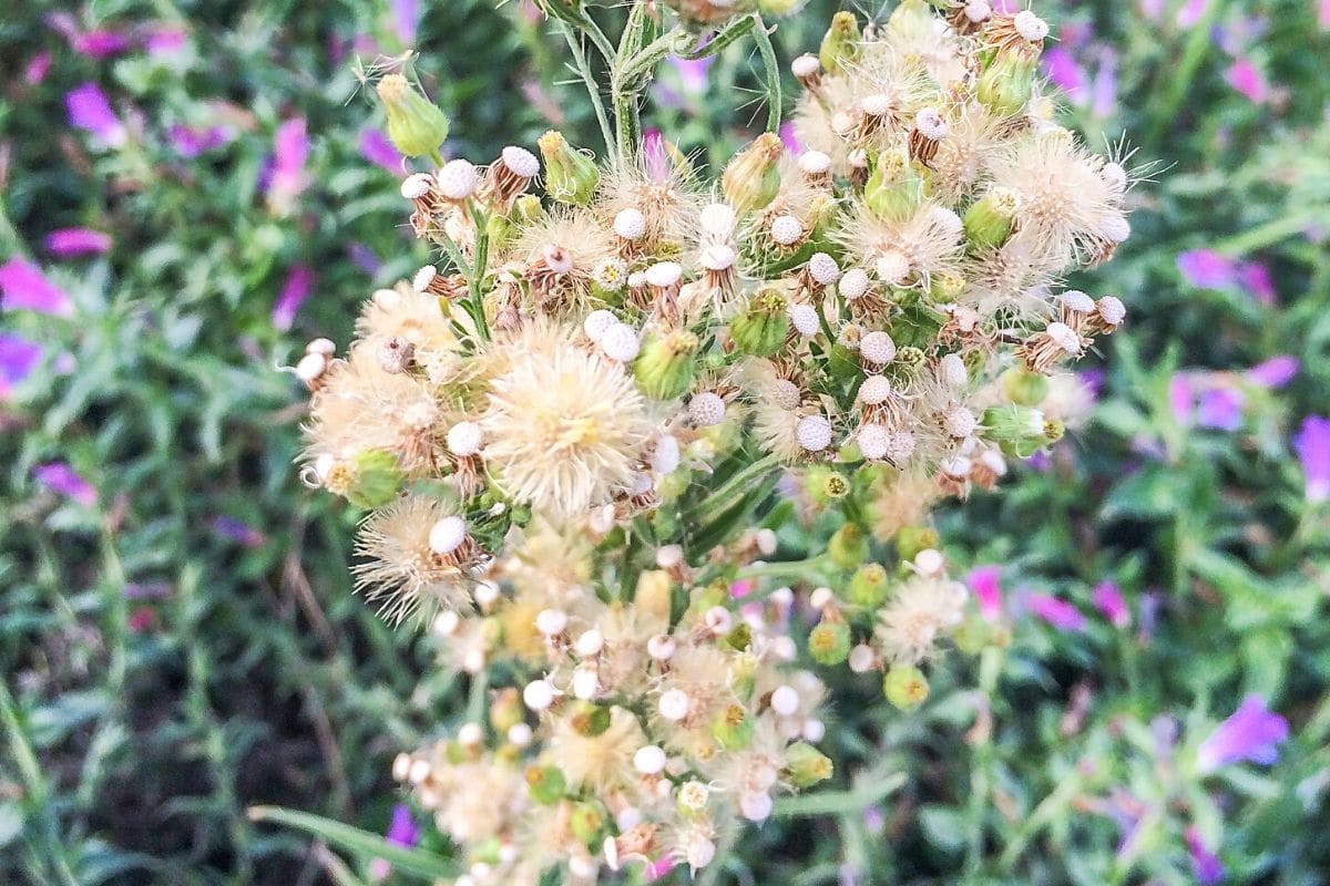 Kanadisches Berufskraut - Conyza canadensis