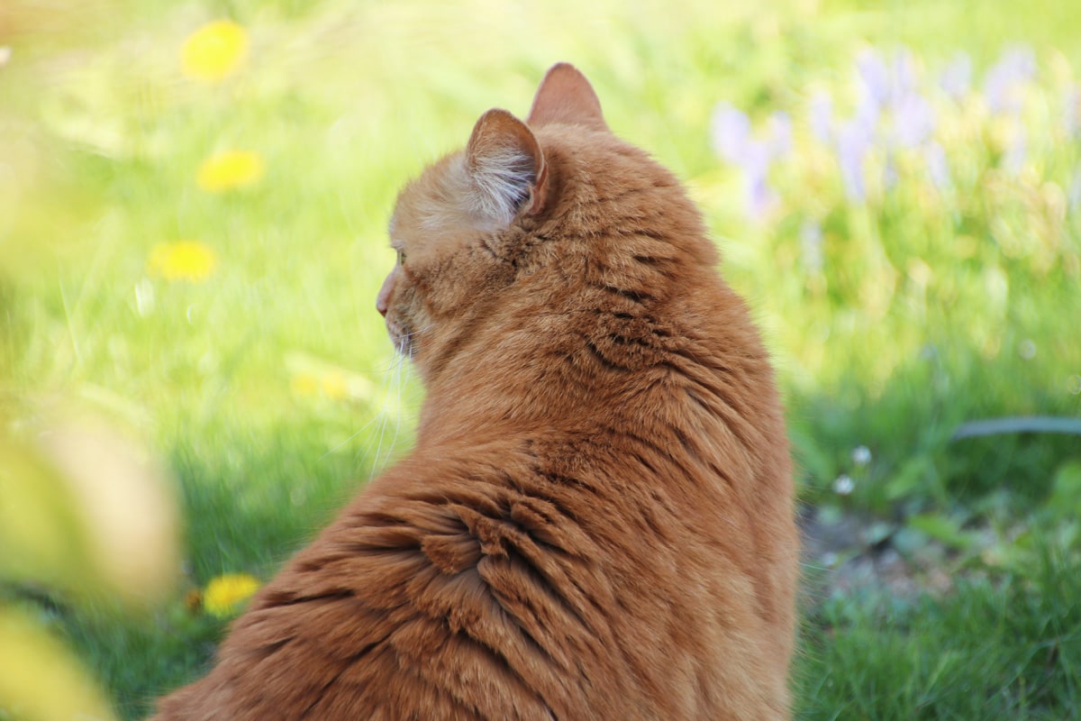 Katze im Garten