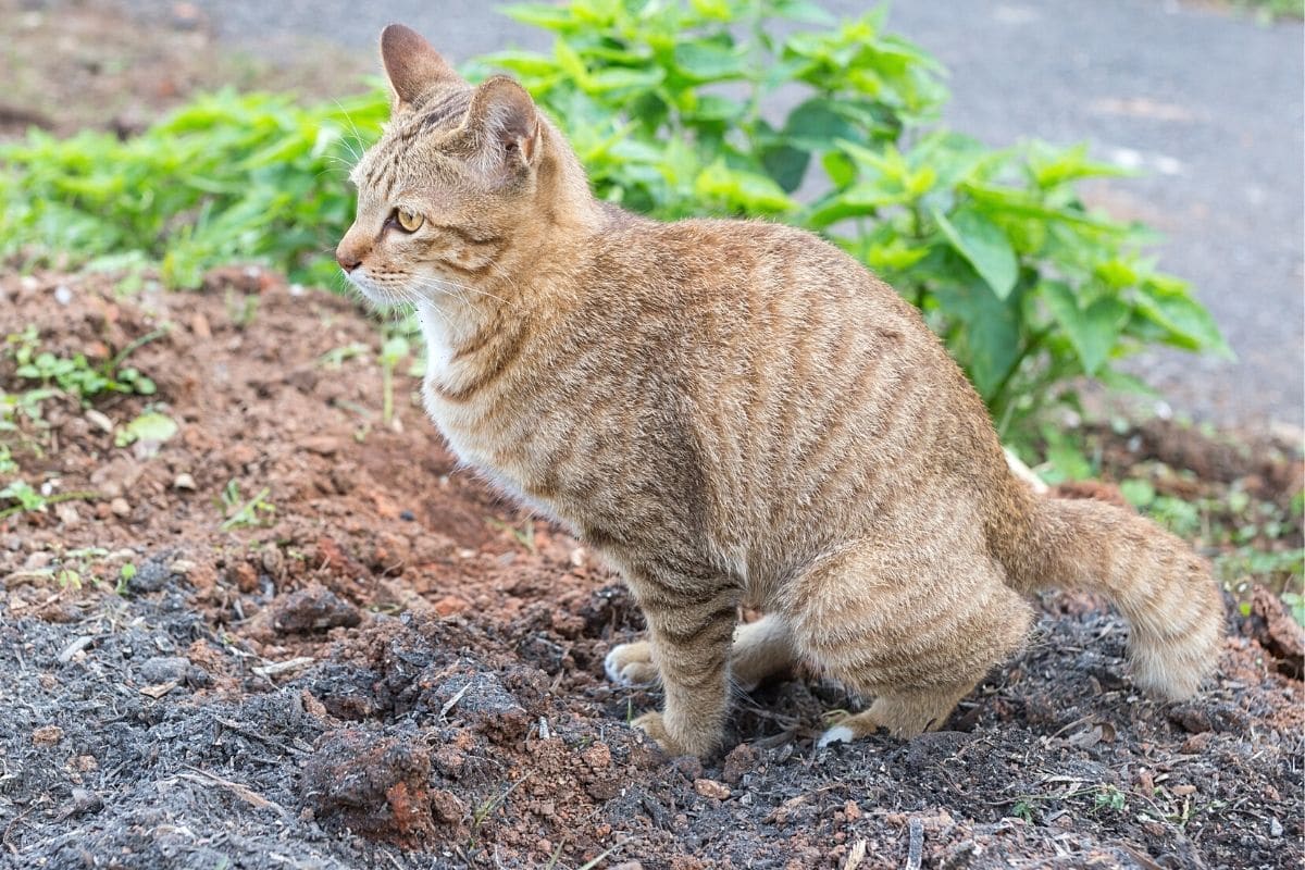 Katze beim Koten