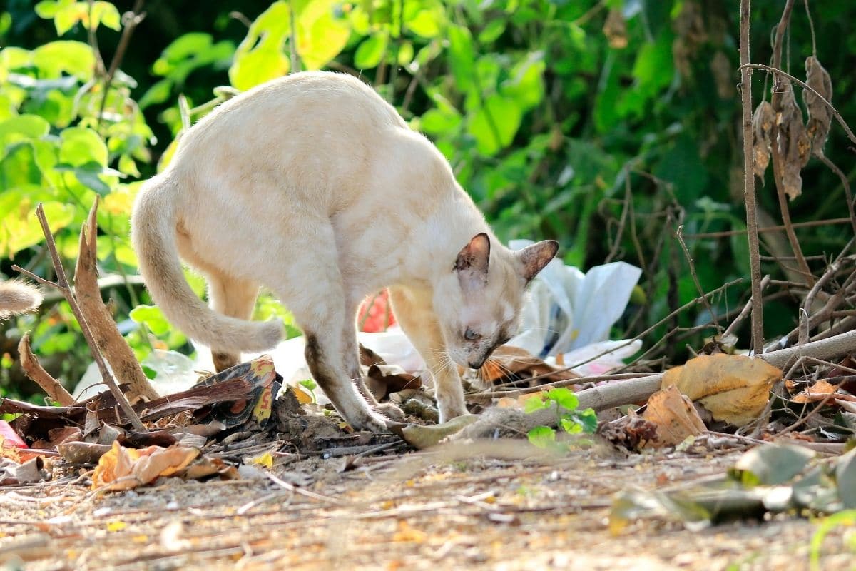 Katze vergräbt Kot