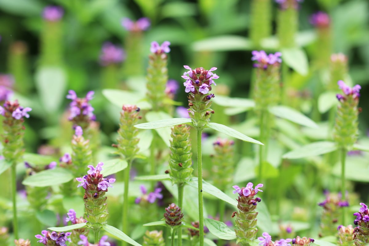 Kleine Braunelle - Prunella vulgaris