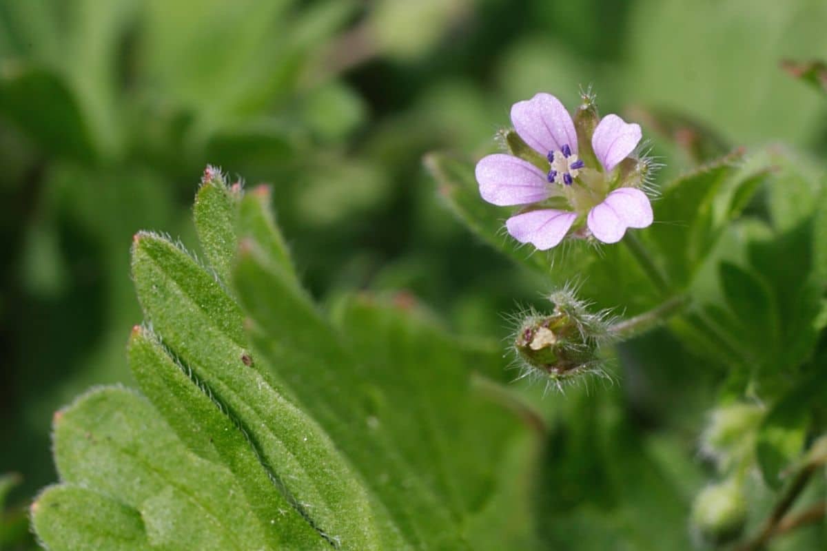 Kleiner Storchschnabel - Geranium pusillum