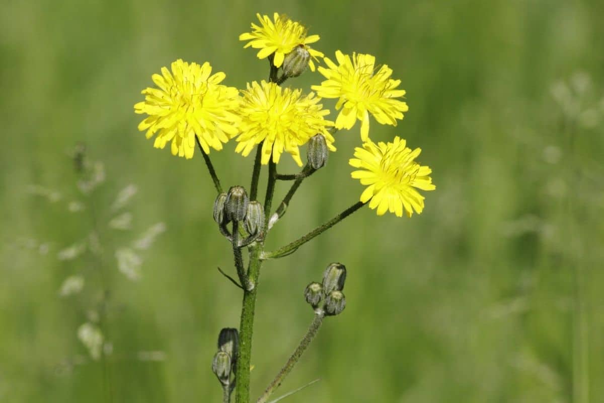 Kleinköpfige Pippau - Crepis capillaris