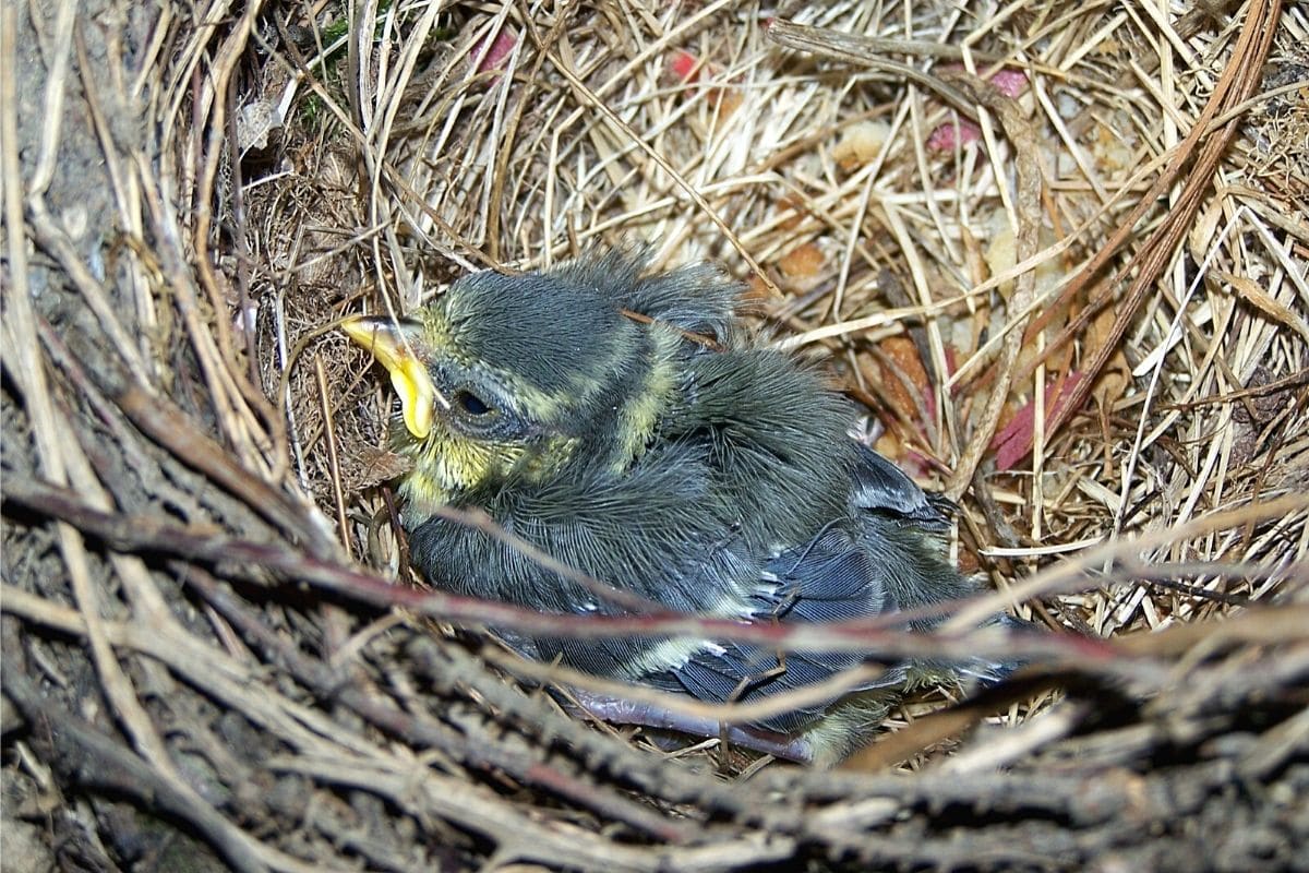 Junge Kohlmeise im Nest