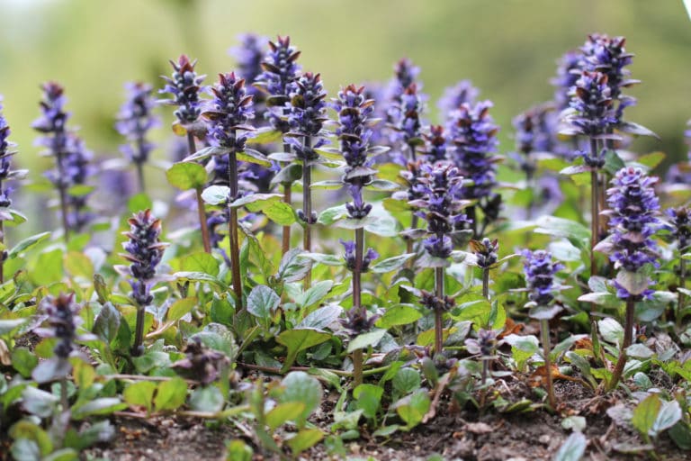 Kriechendes Unkraut im Rasen bestimmen 14 Arten Gartenrat.de
