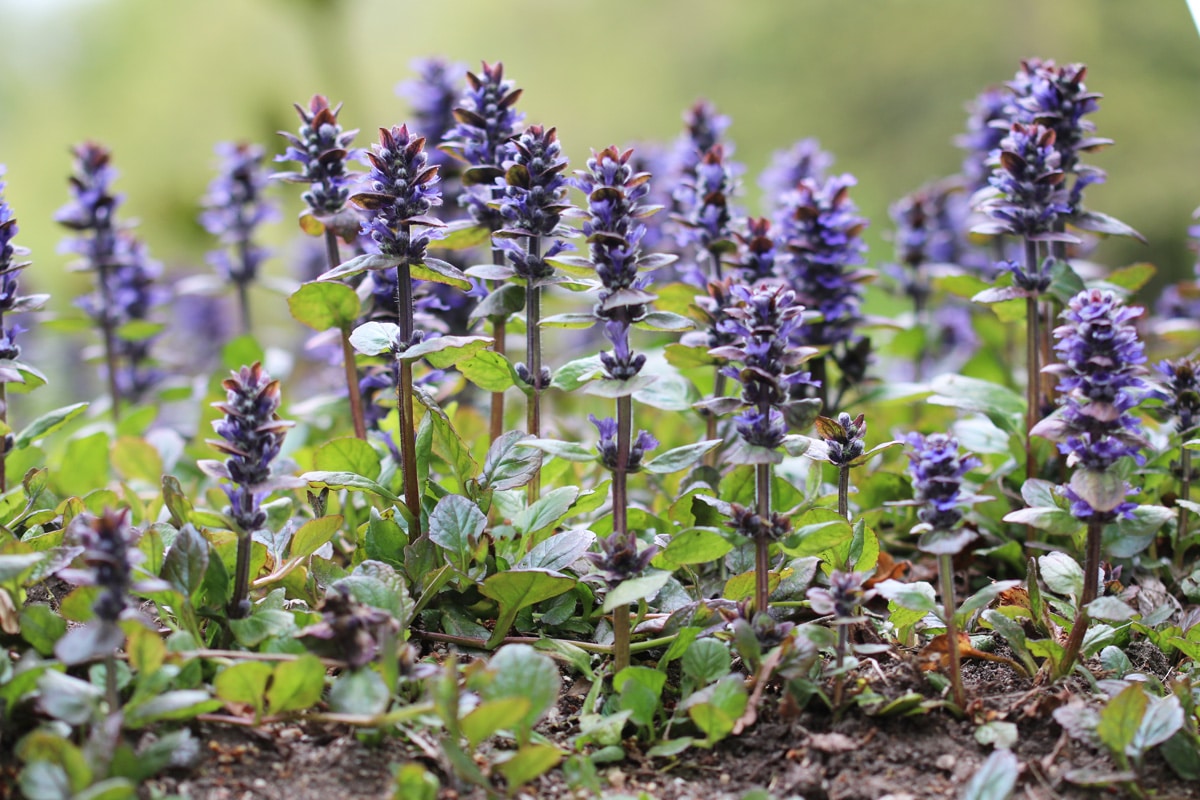 Kriechender Günsel - Ajuga reptans