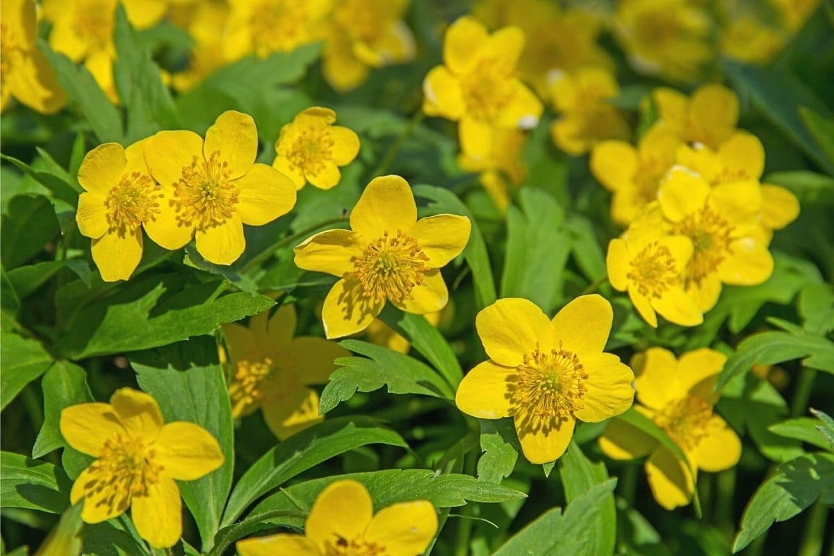 Kriechender Hahnenfuß - Ranunculus repens