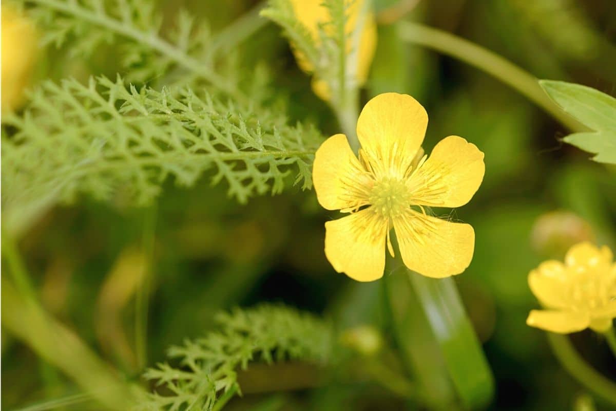 Kriechender Hahnenfuß - Ranunculus repens