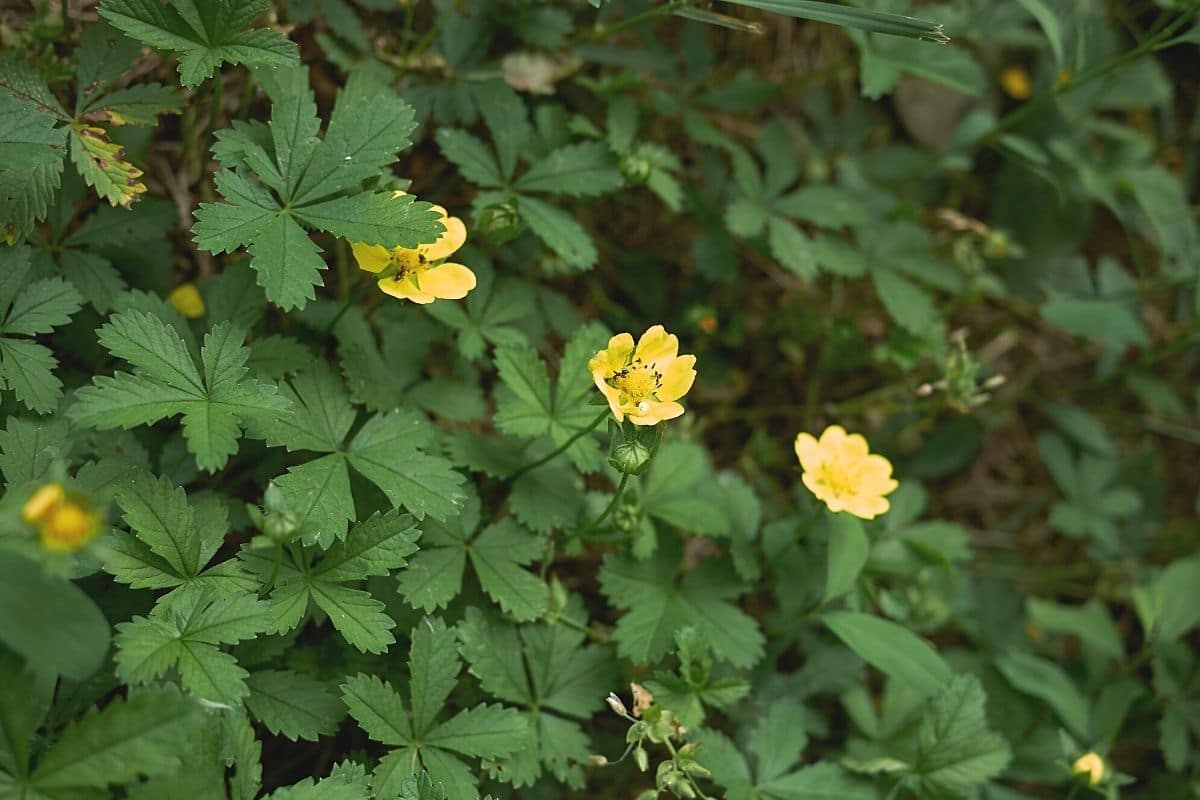 Kriechendes Fingerkraut - Potentilla reptans