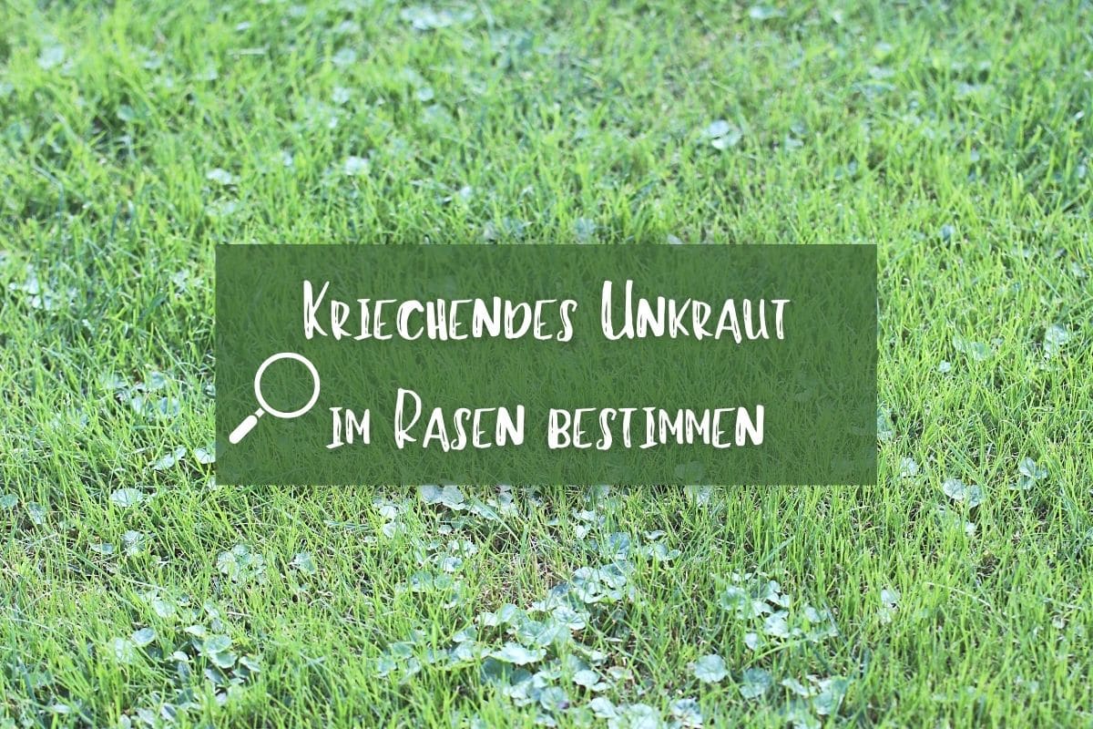 Kriechendes Unkraut im Rasen