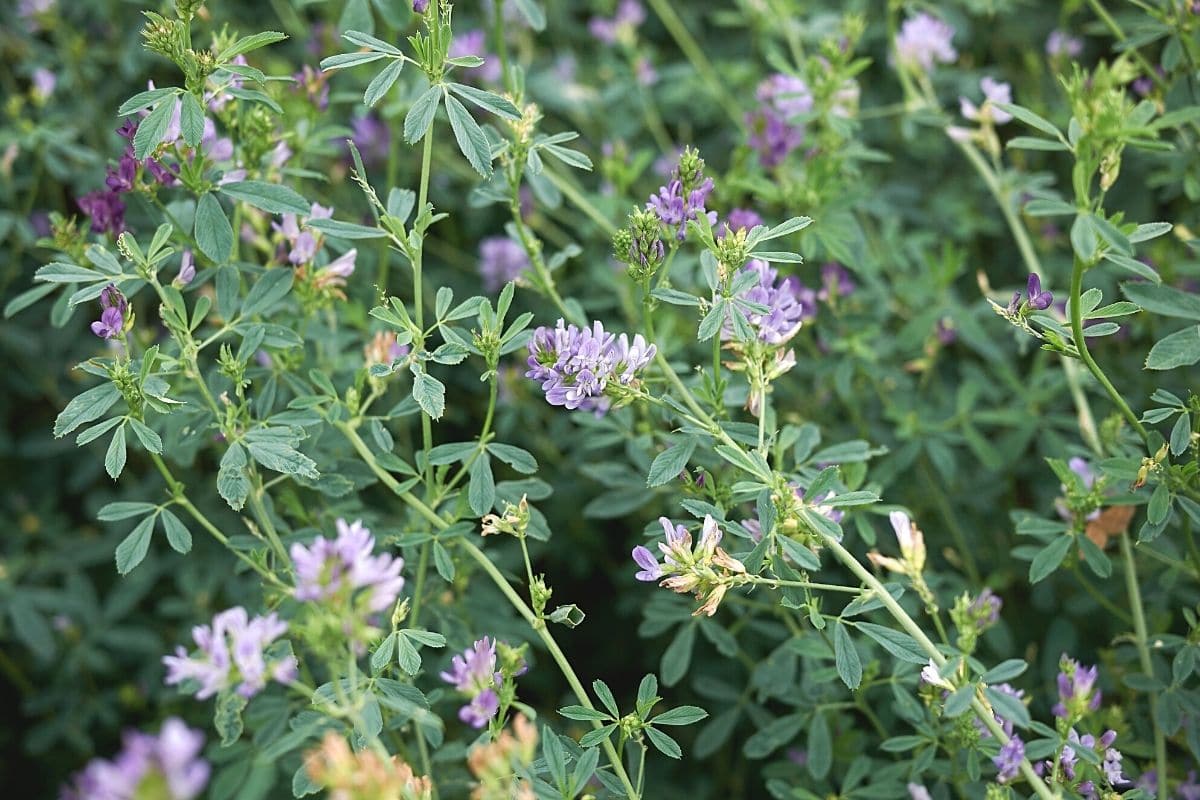 Unkraut mit lila Blüten - Luzerne - Medicago sativa