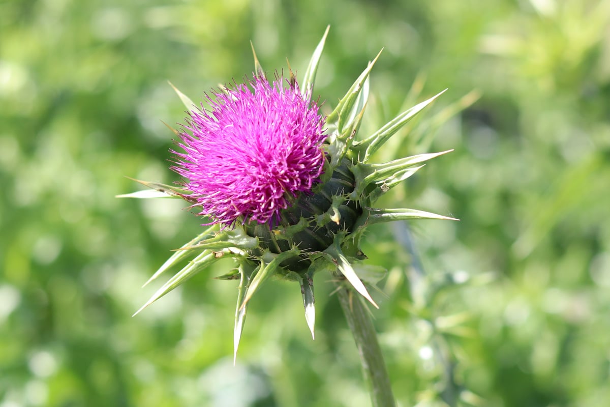 Mariendistel - Silybum marianum