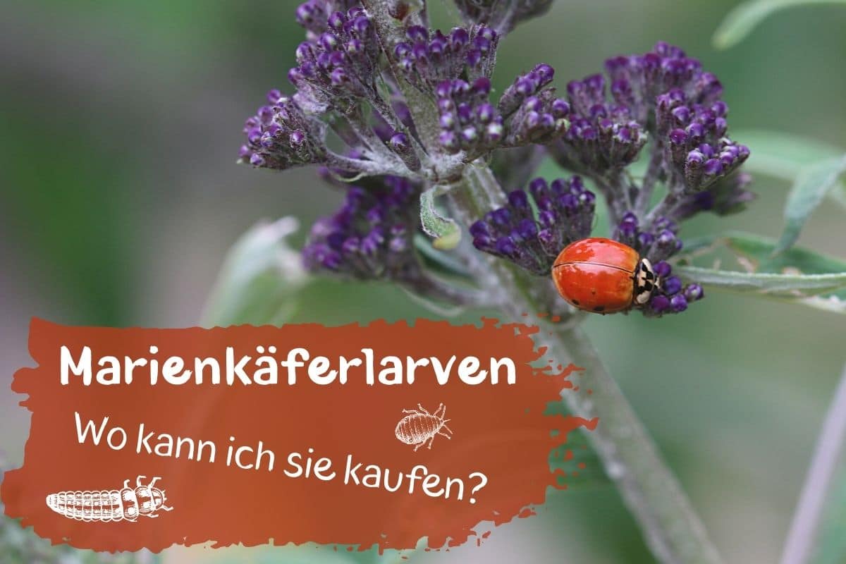 Marienkäferlarven kaufen