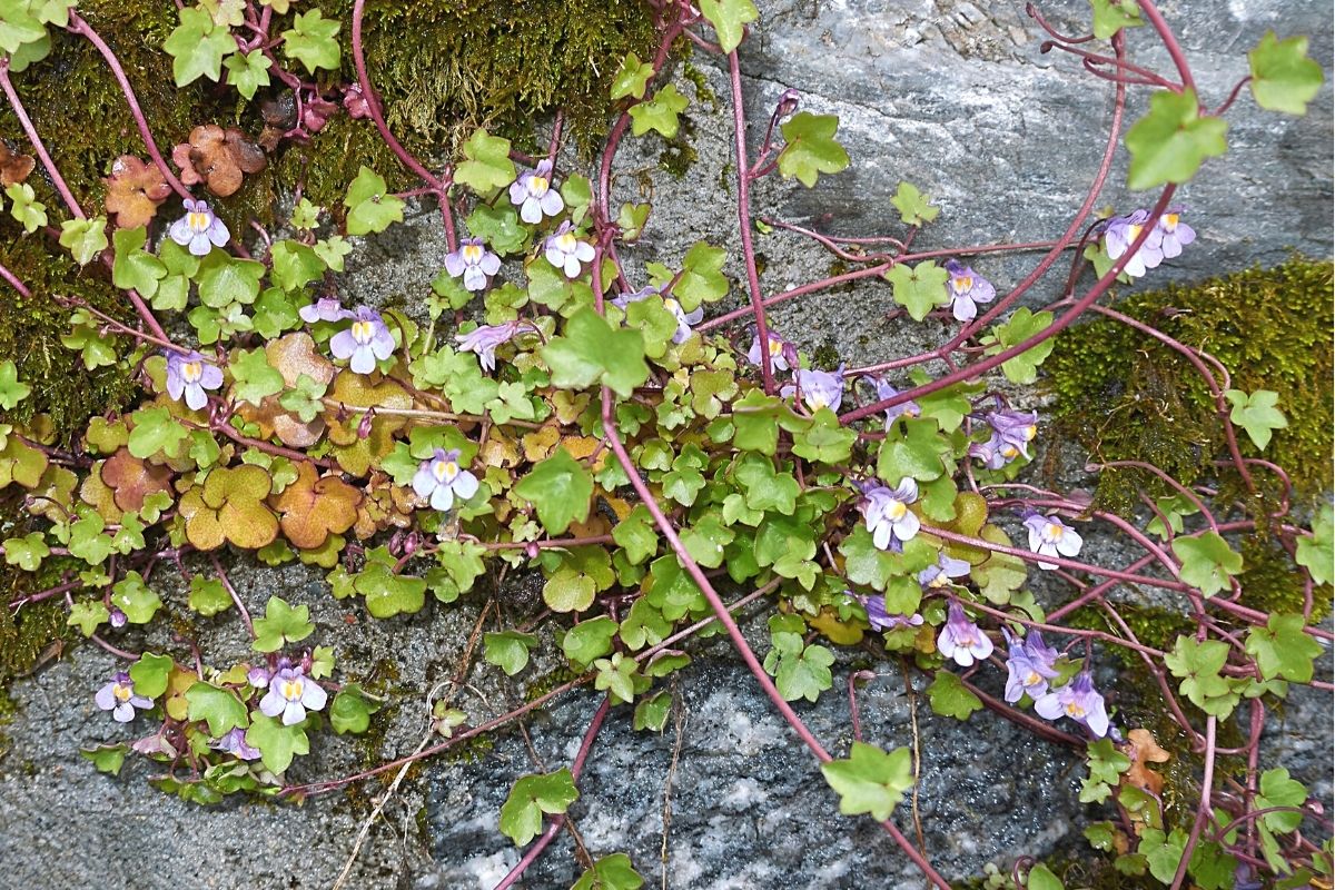 Unkraut mit lila Blüten - Mauer-Zimbelkraut - Cymbalaria muralis