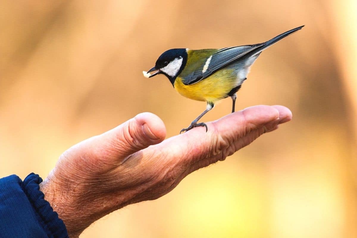 Meisenfütterung per Hand