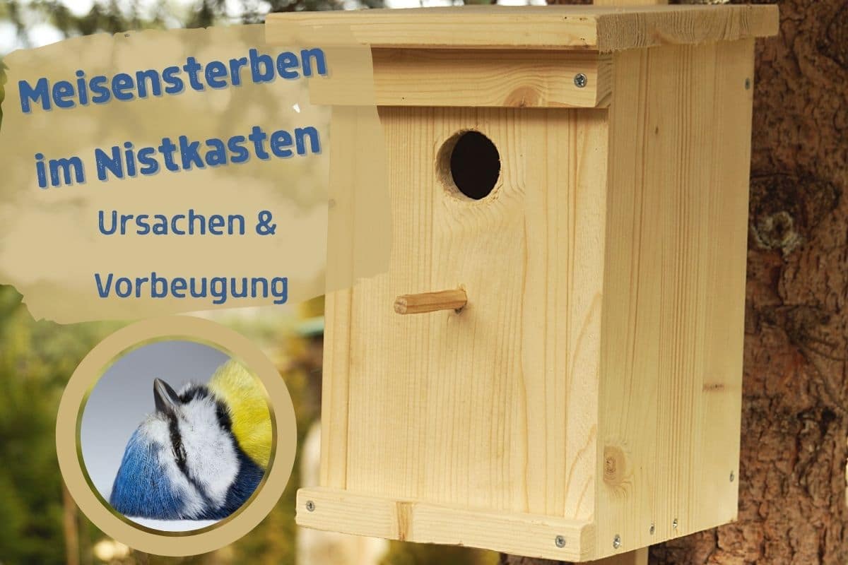 Meisensterben im Nistkasten