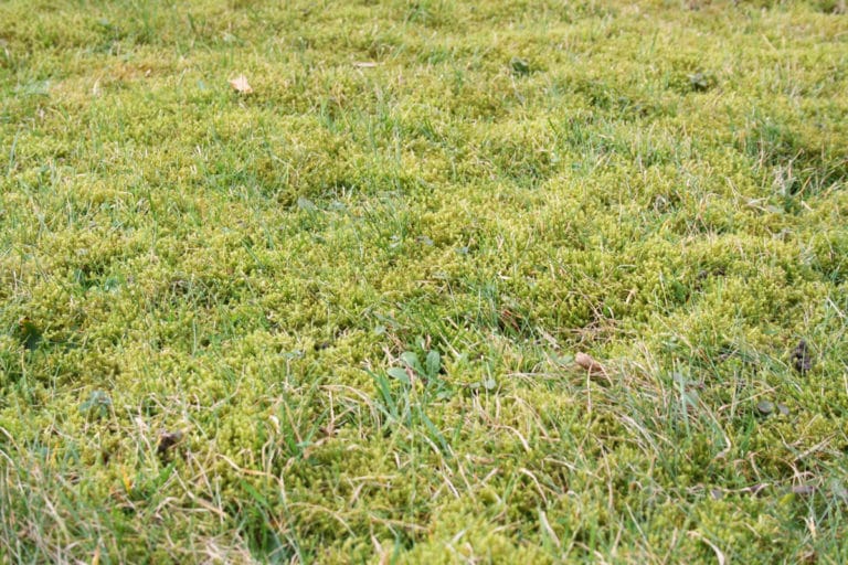 Moos mit Essig entfernen funktioniert es? Gartenrat.de