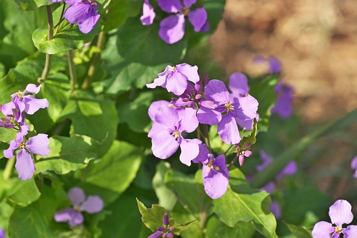 Nachtvioe (Hesperis matronalis)