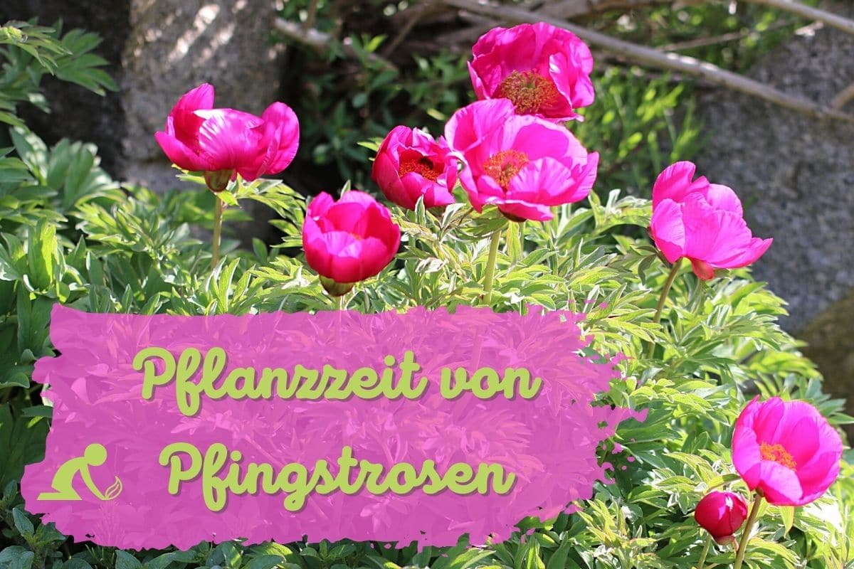 Pflanzzeit von Pfingstrosen