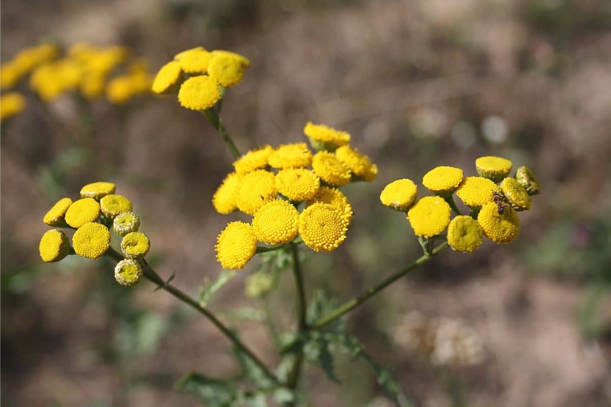 Unkraut mit gelben Blüten - Rainfarn