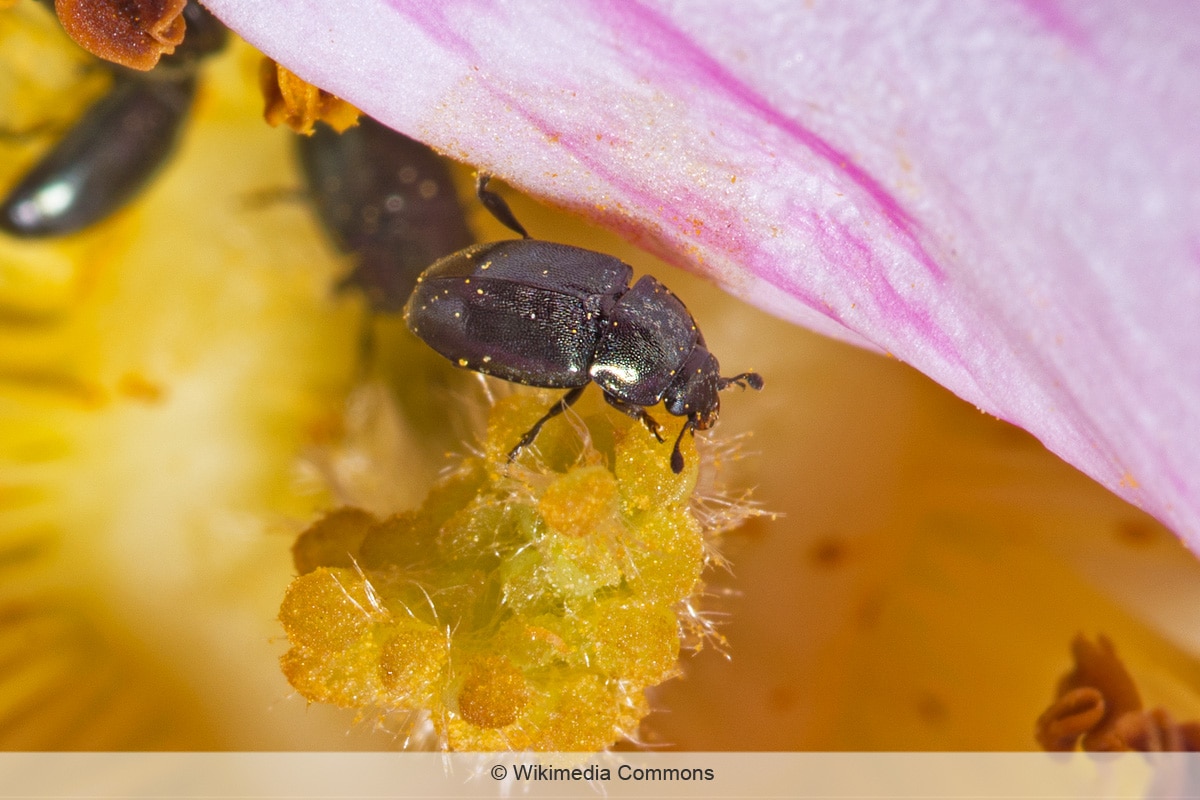 Rapsglanzkäfer - Brassicogethes aeneus