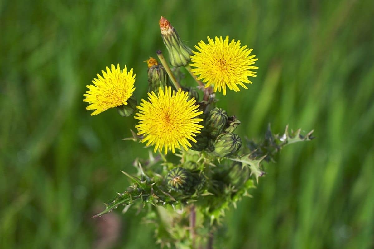 Raue Gänsedistel - Sonchus asper