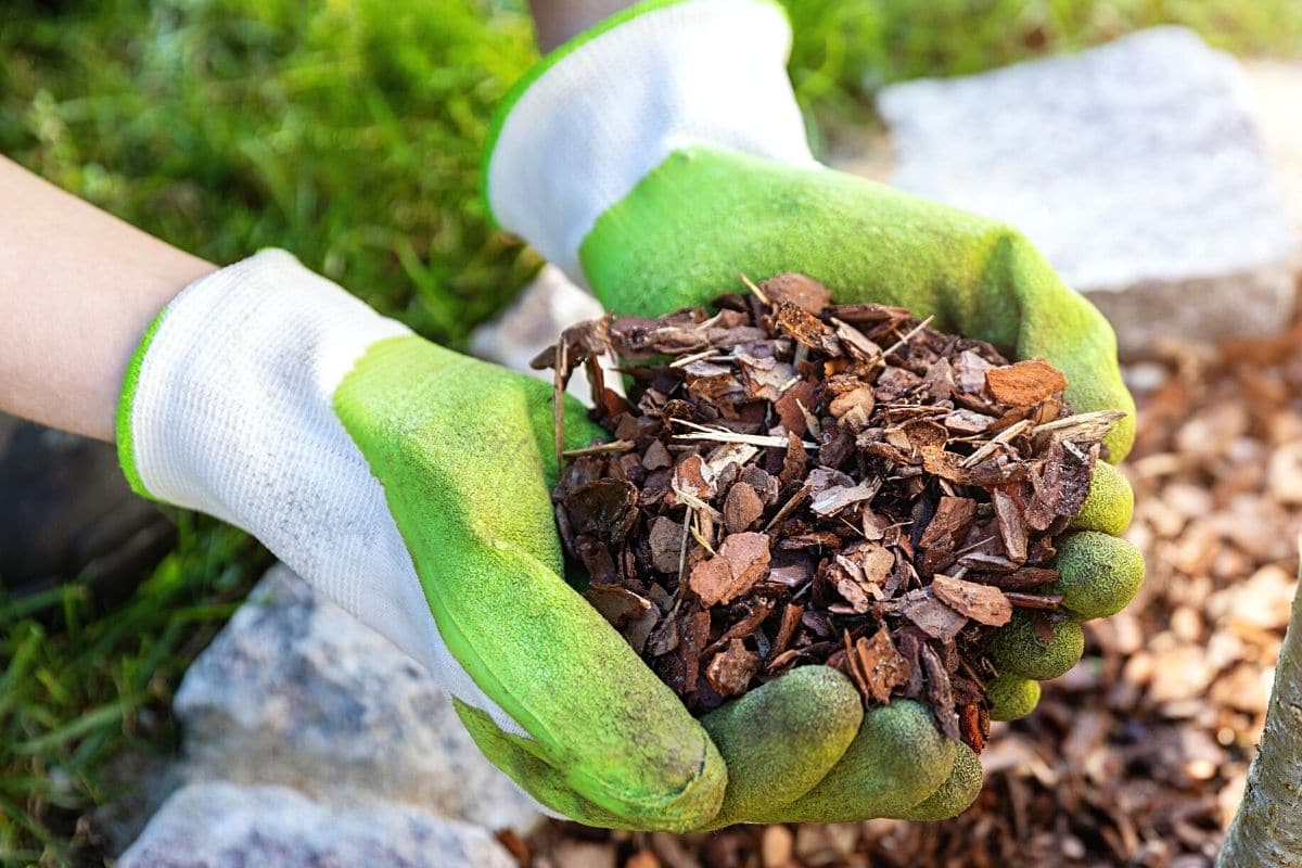 Ausbringen von Rindenmulch gegen Unkraut