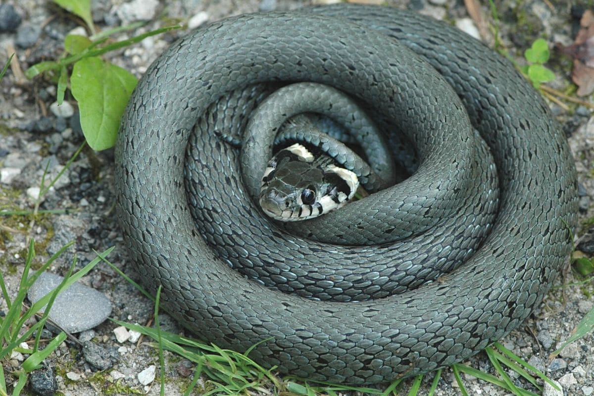 Schlange im Garten - Ringelnatter