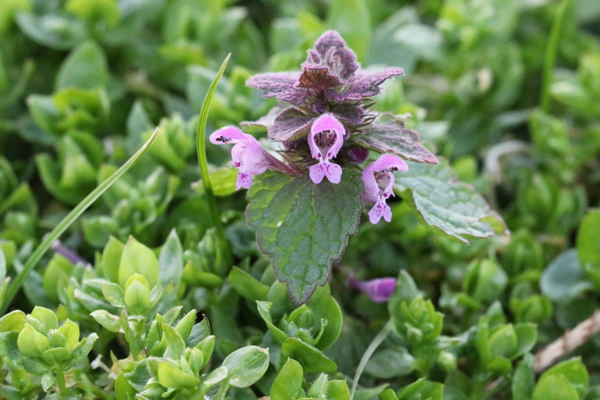 Rote Taubnessel - Lamium purpureum