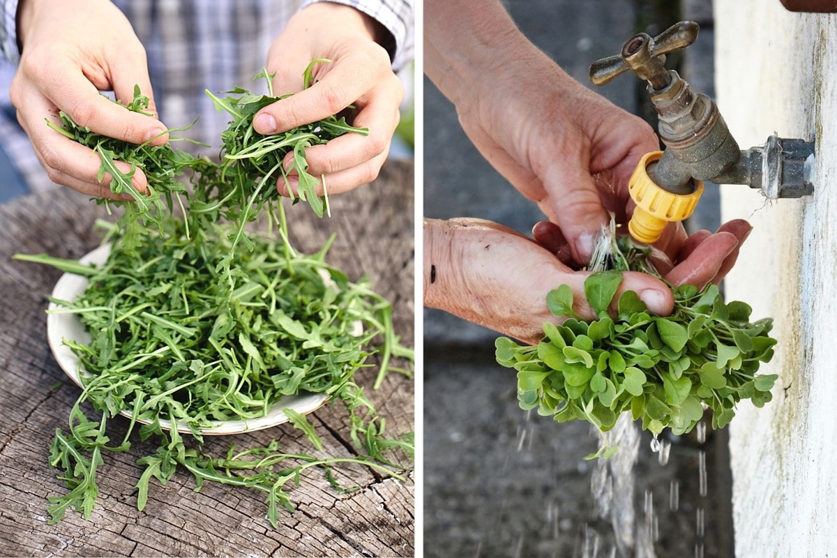 Rucola zum Einfrieren zubereiten