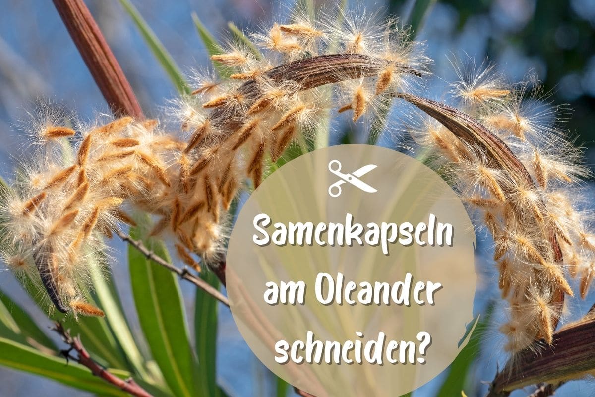 Samenkapseln am Oleander abschneiden