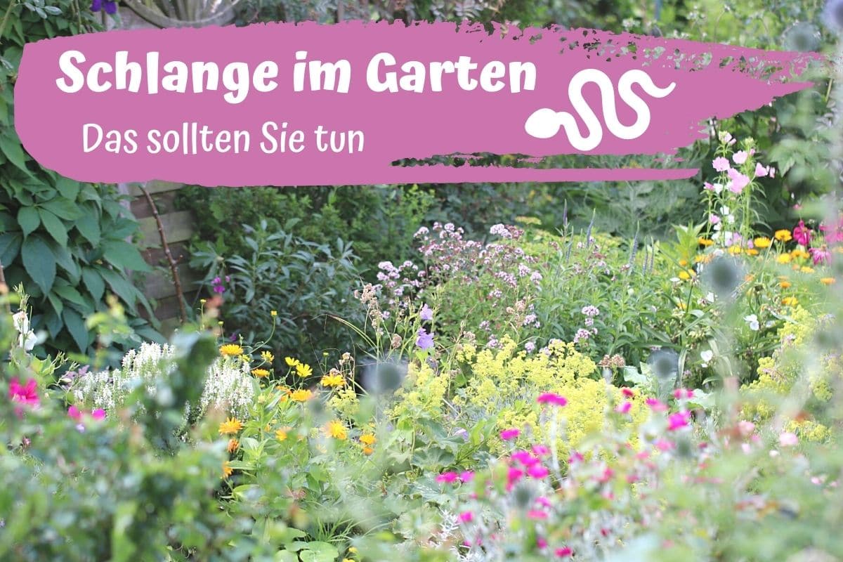 Schlange im Garten