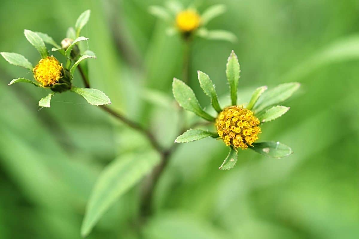 Schwarzfrüchtiger Zweizahn - Bidens frondosa