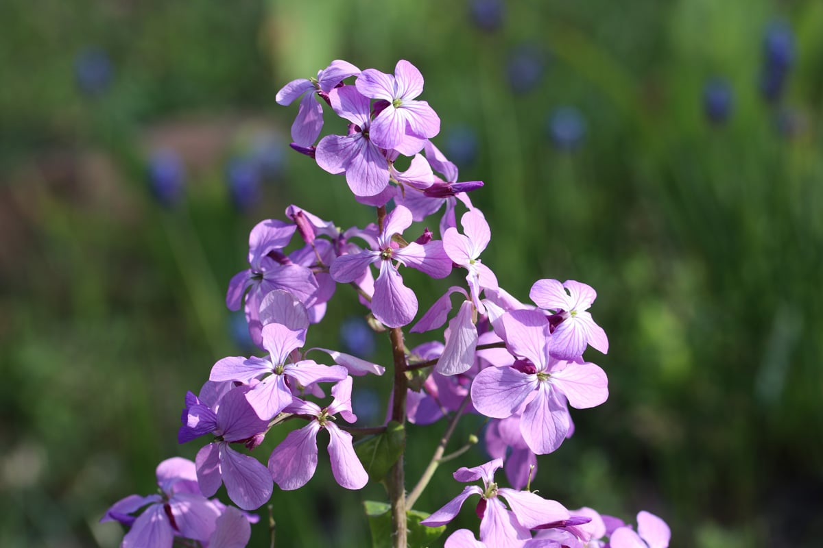 Silberblatt - Lunaria annua