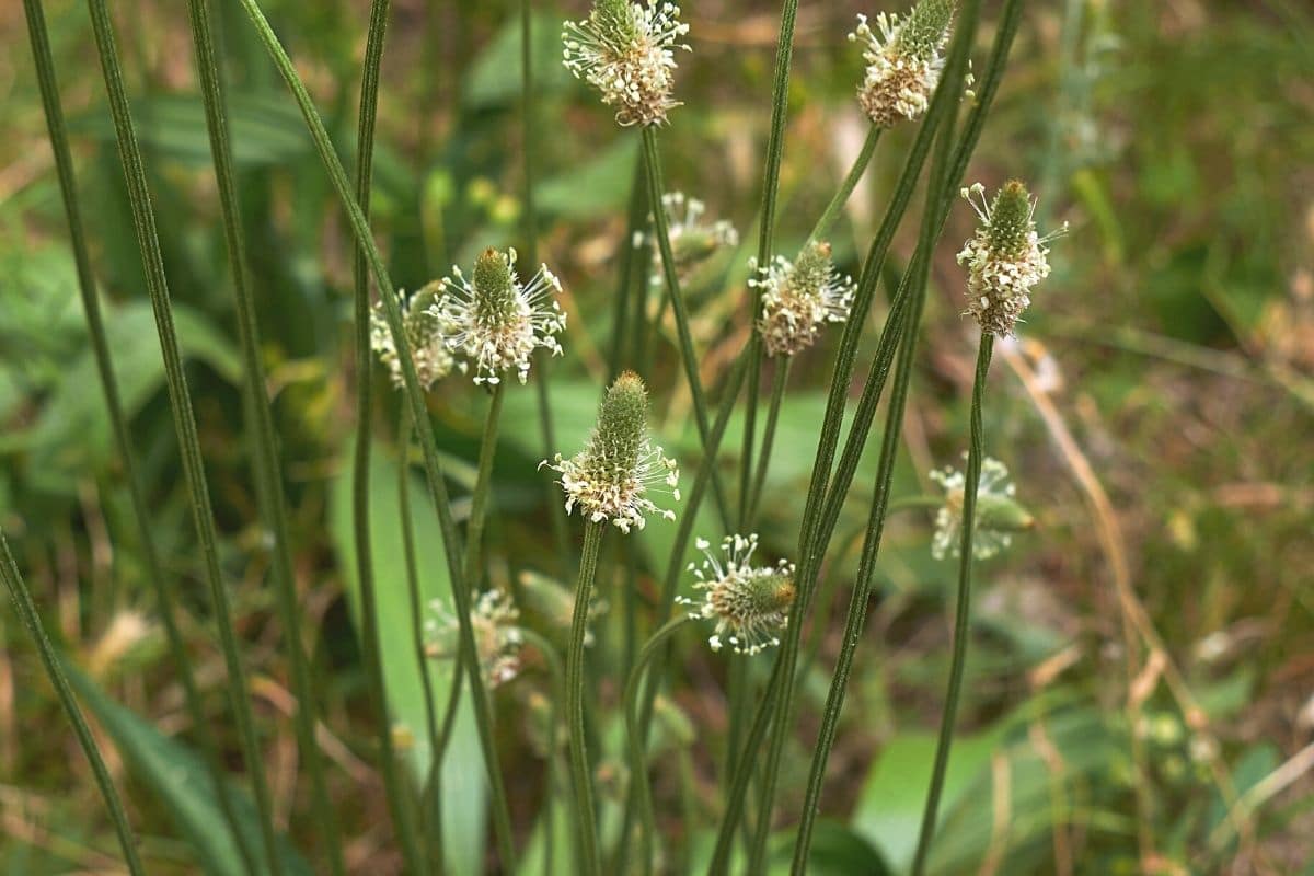 Spitzwegerich - Plantago lanceolata