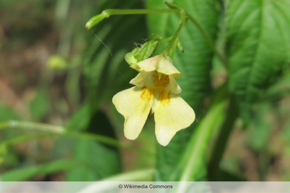 Kleines Springkraut - Impatiens parviflora