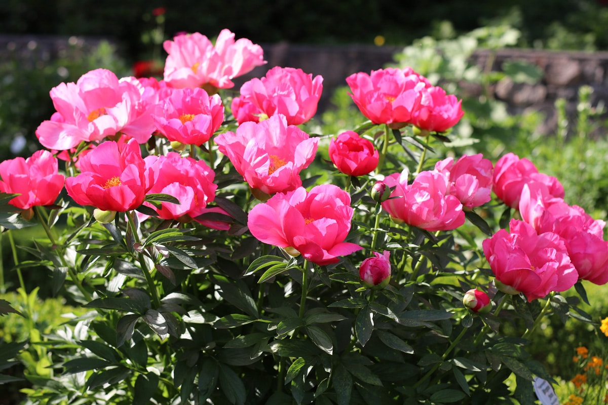 Strauchpfingstrose - Paeonia lactiflora 'Flame'