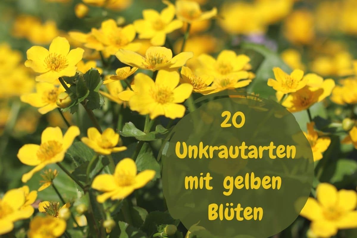 Unkraut mit gelben Blüten - Sumpfdotterblume