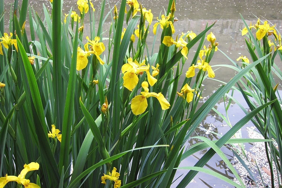 Unkraut mit gelben Blüten - Sumpf-Schwertlilie