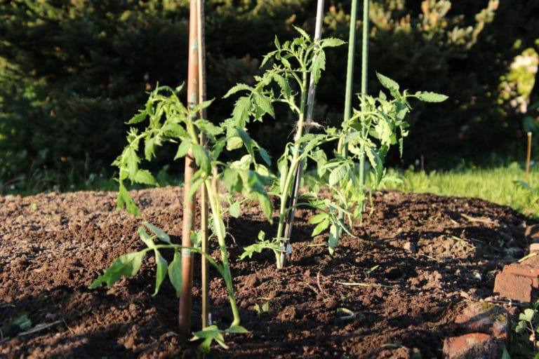 Ab wann können Tomaten im Frühjahr raus? Gartenrat.de