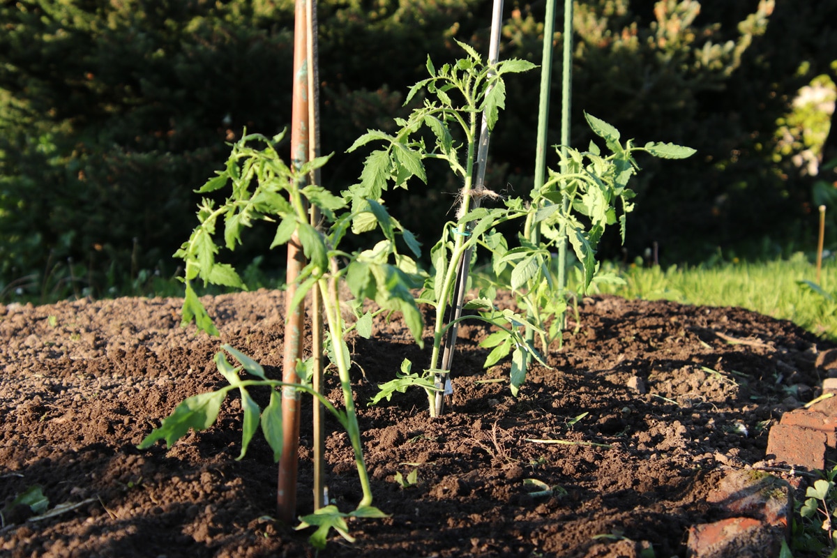 Junge Tomaten in der Sonne