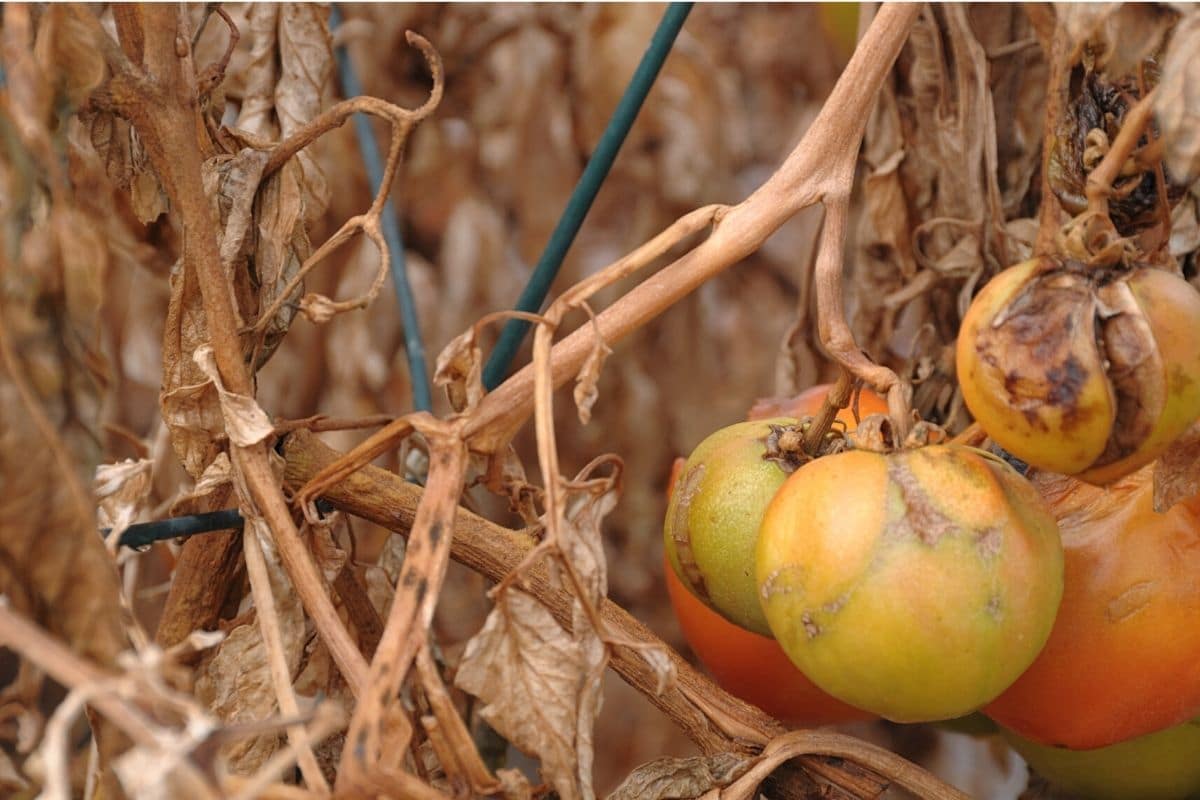 Tomaten nach Frost