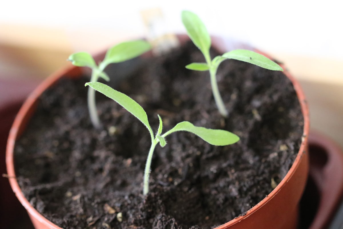 Vorgezogene junge Tomatenpflanzen im Topf