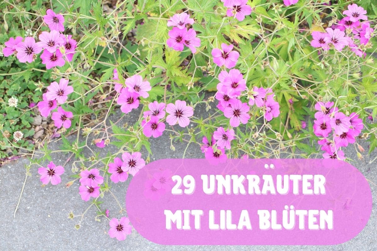 Unkraut mit lila Blüten - Wilde Malve